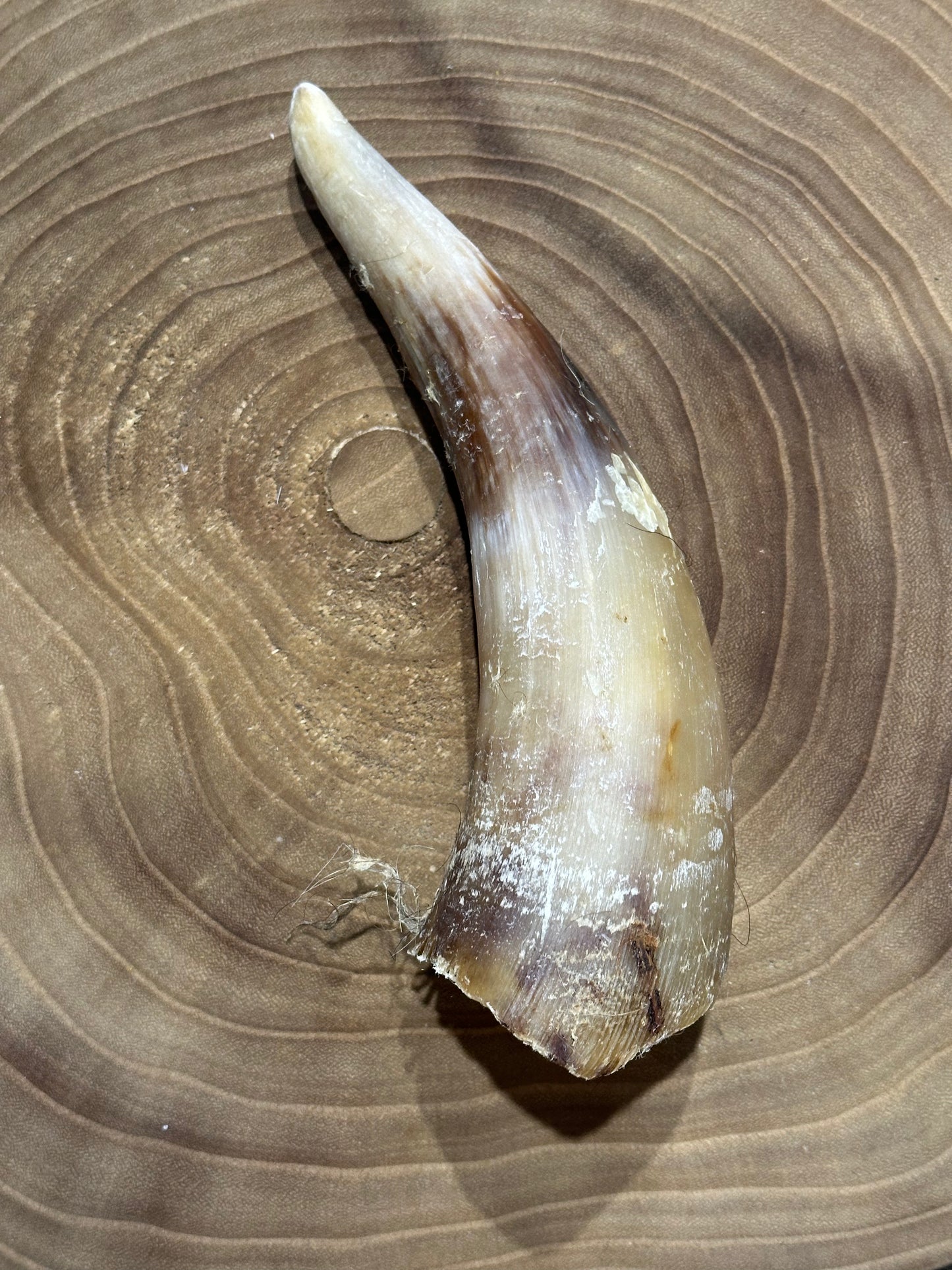 Cow Horn