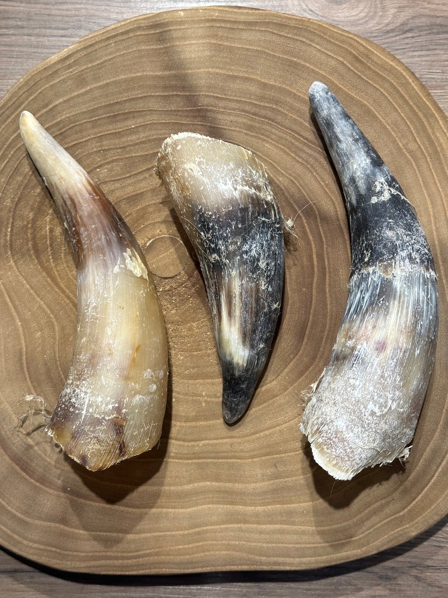Cow Horn