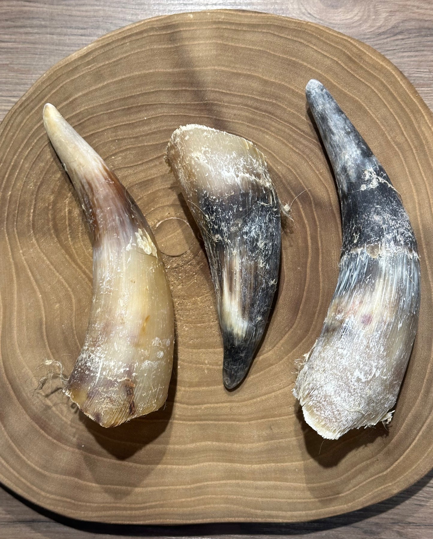 Cow Horn