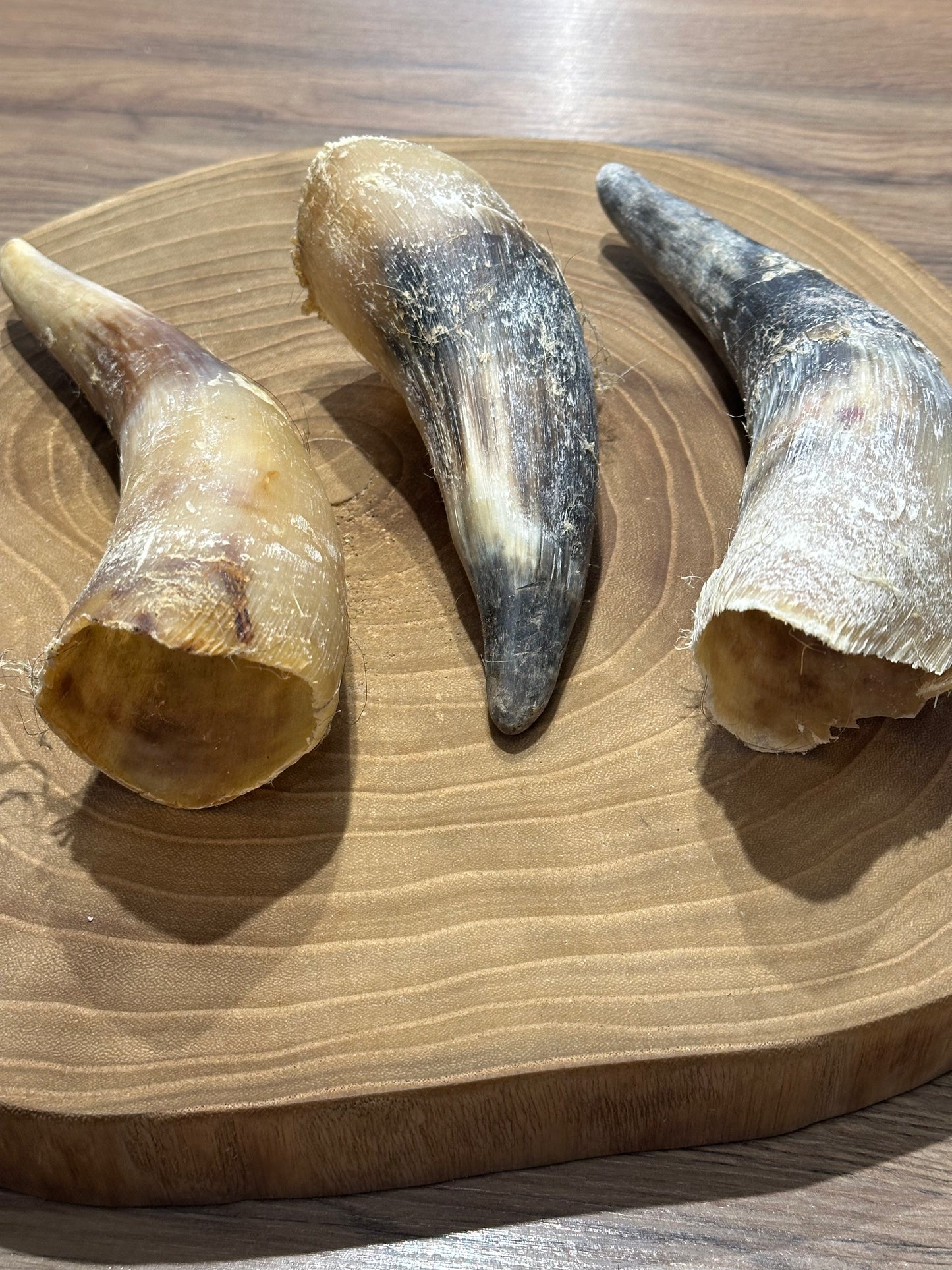 Cow Horn