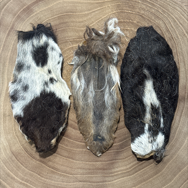 Hairy Lamb Ear