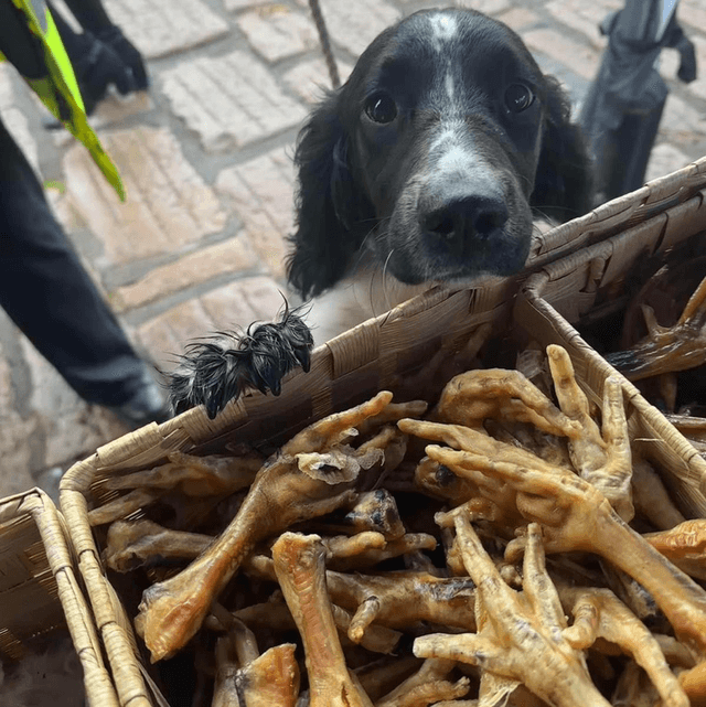 Chicken Feet