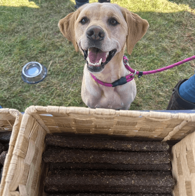 Venison Stick