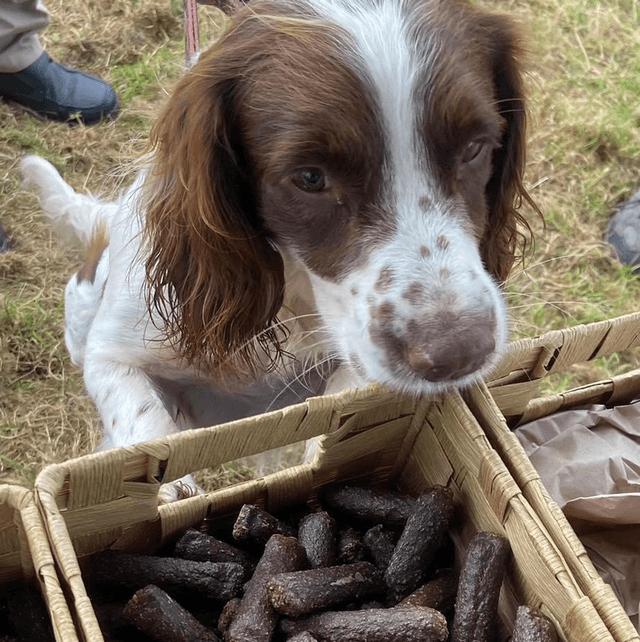 Venison Sausage