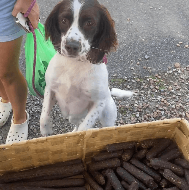 Venison Stick
