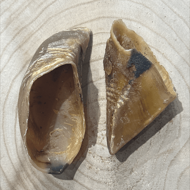 Cow Hoof