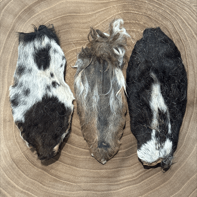 Hairy Lamb Ear