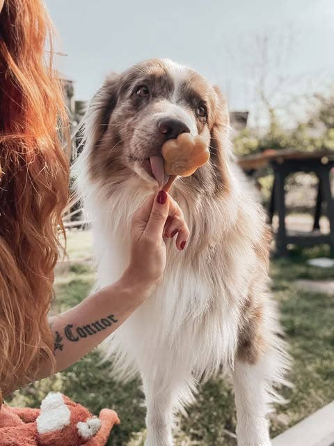 Peanut Butter Dog Ice Cream Mix