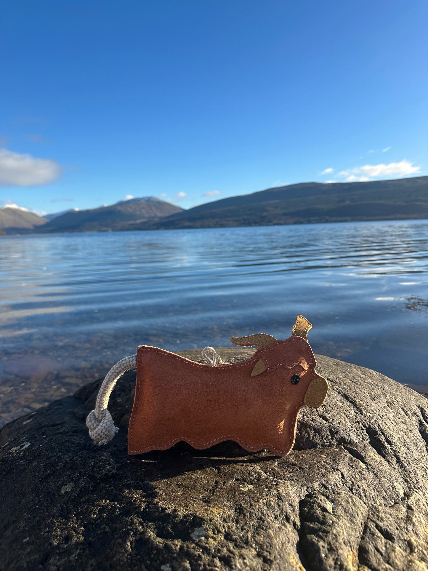 Hamish the Highland Cow