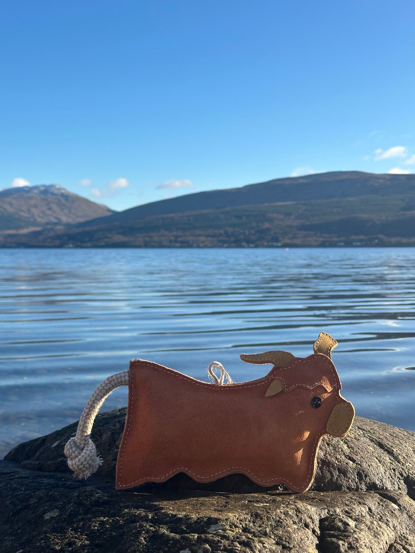 Hamish the Highland Cow