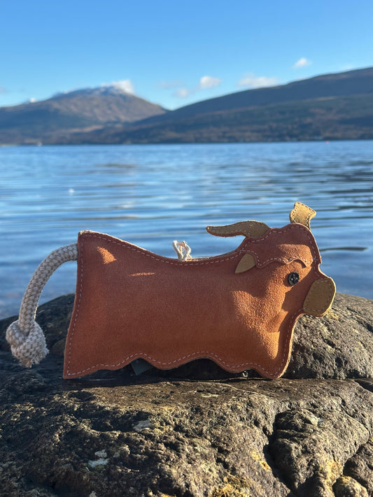 Hamish the Highland Cow