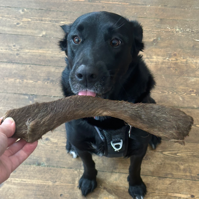 Hairy Red Deer Stick