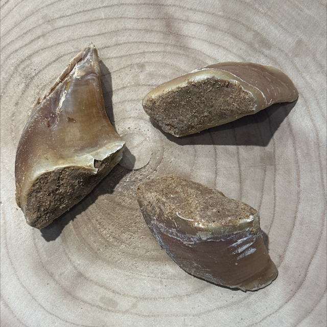 Meat Filled Cow Hoof